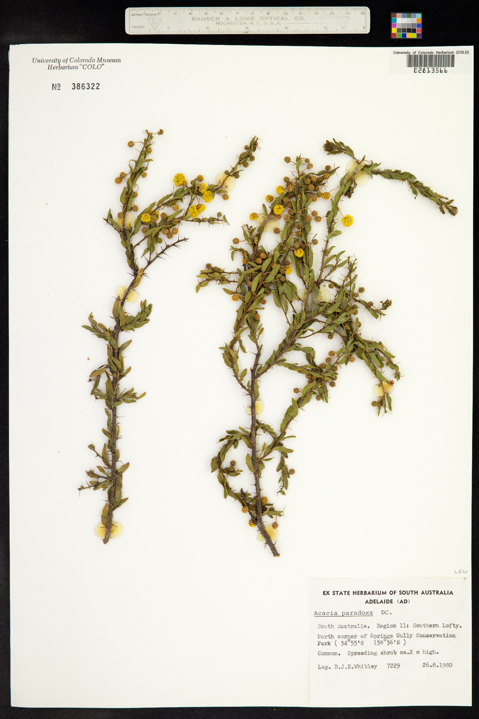 Acacia paradoxa image