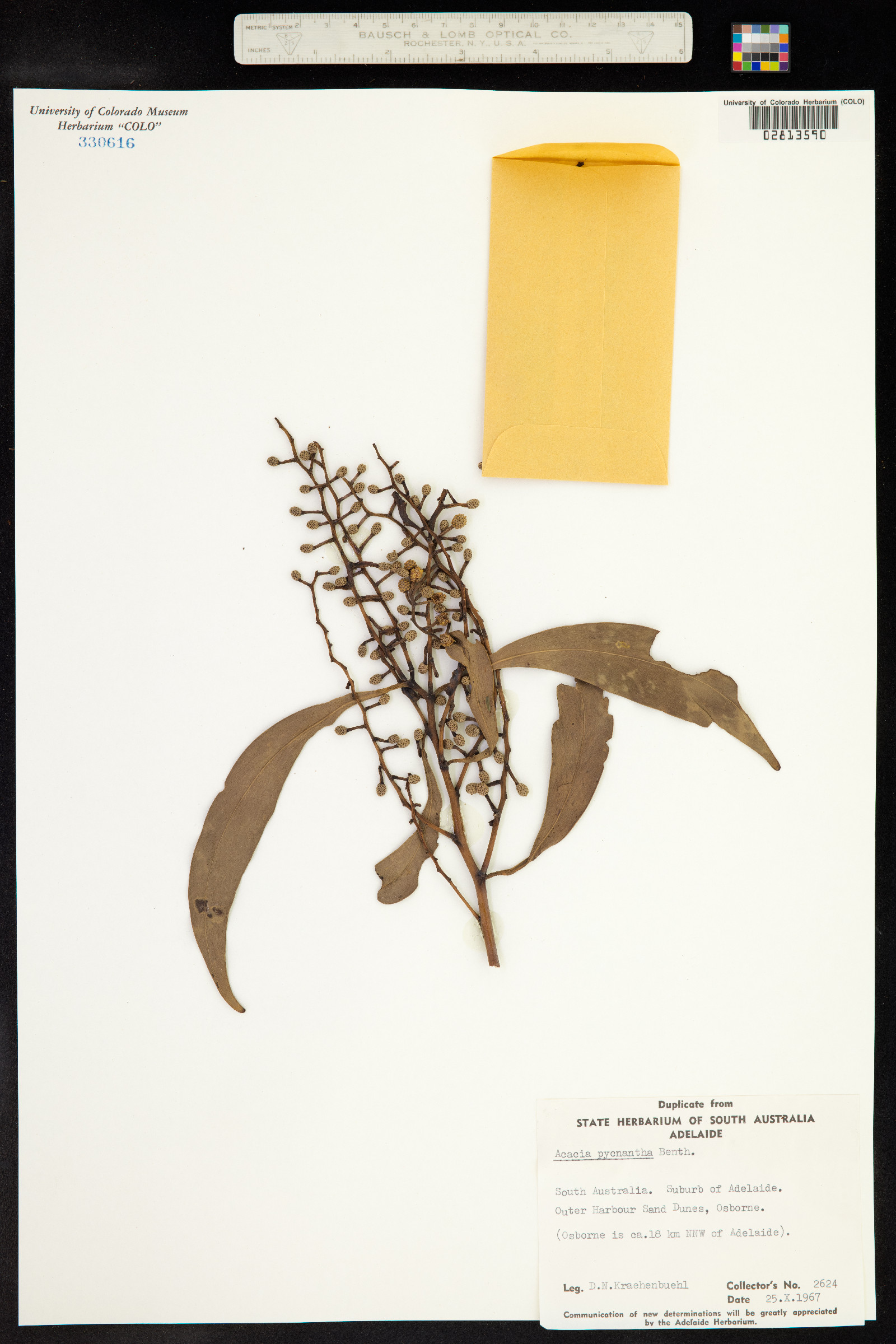 Acacia pycnantha image