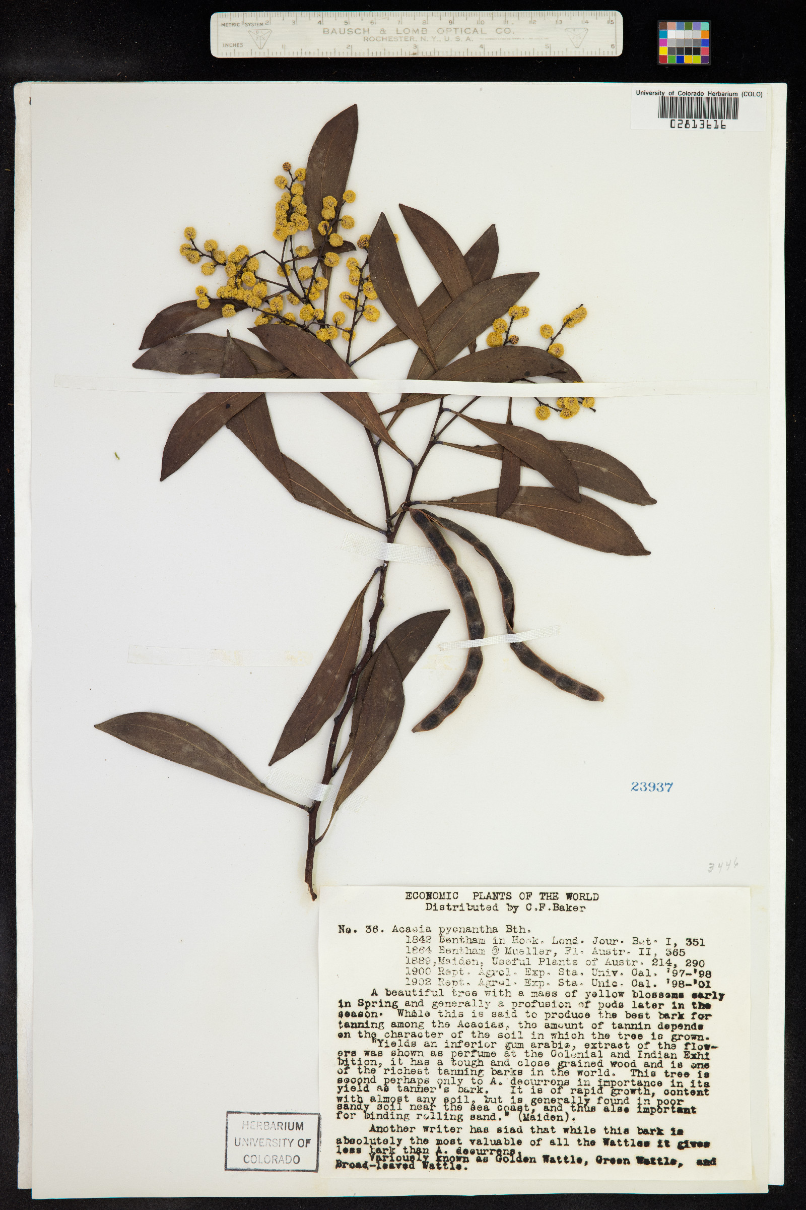 Acacia pycnantha image