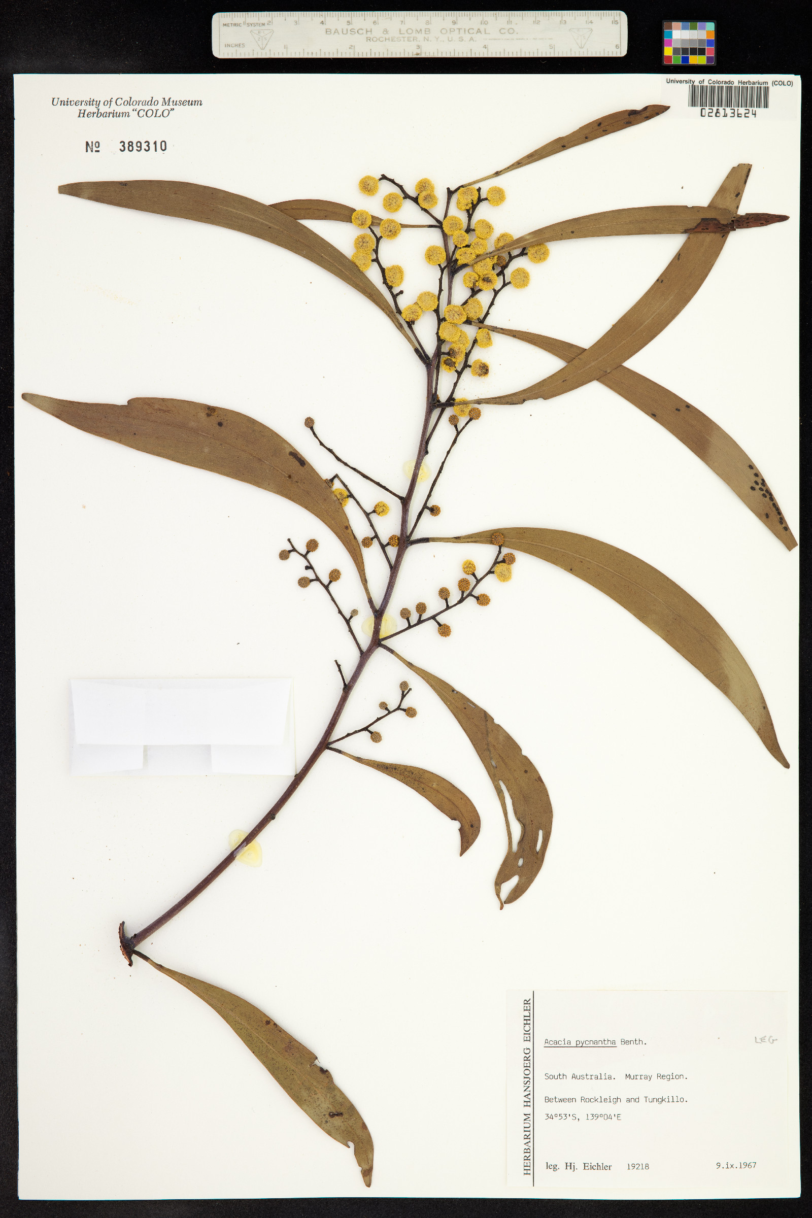 Acacia pycnantha image