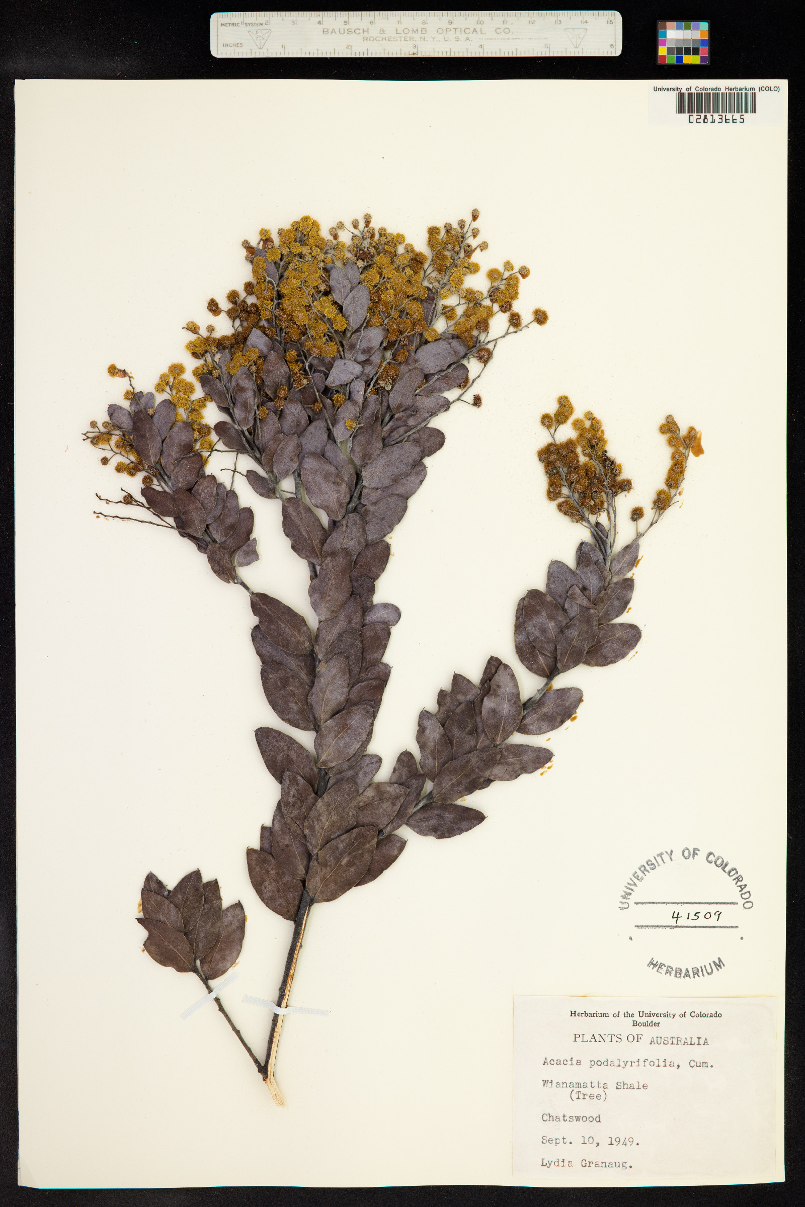 Acacia podalyriifolia image