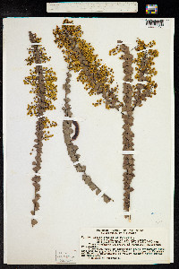 Image of Acacia pravissima