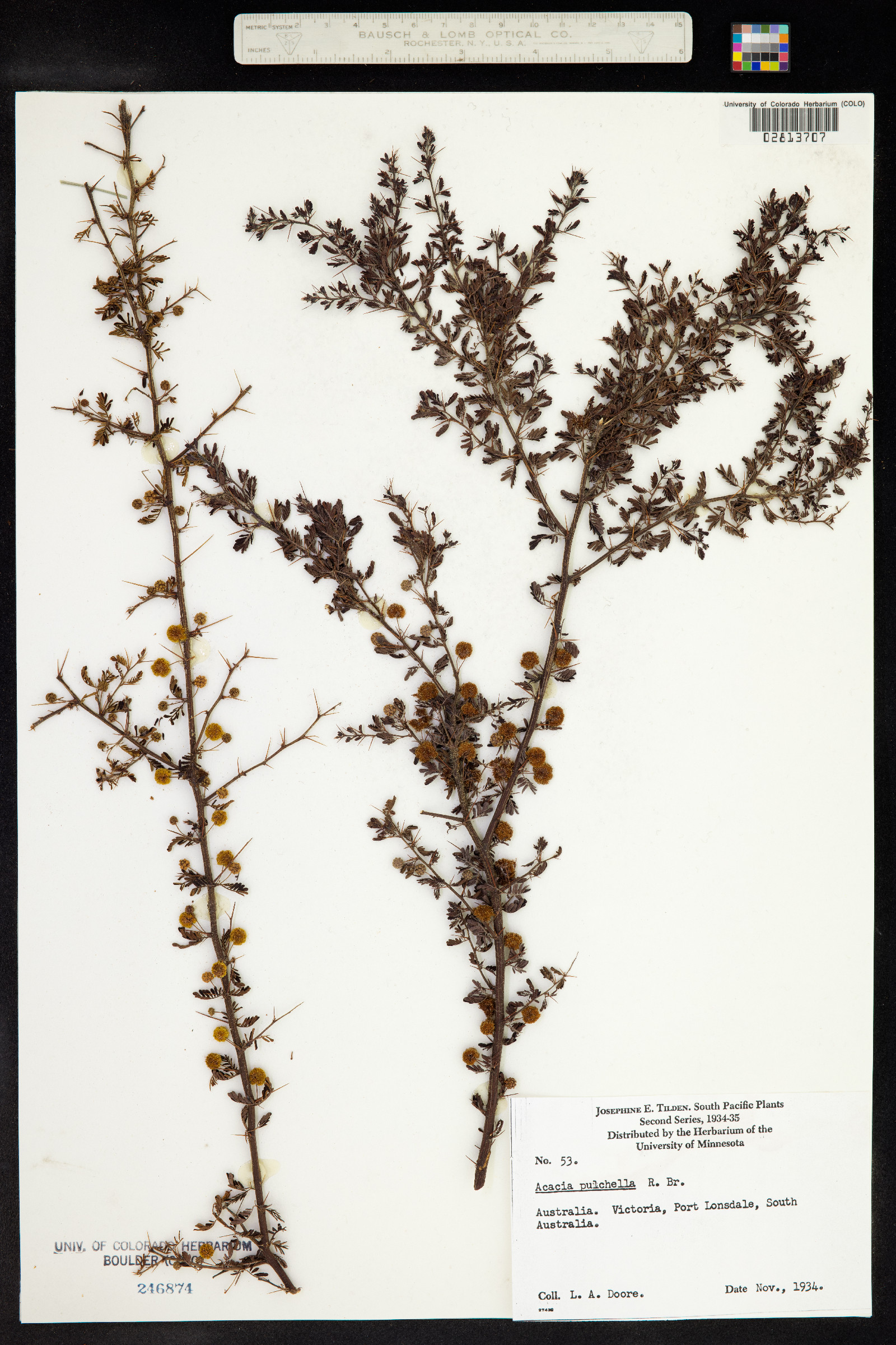 Acacia pulchella image