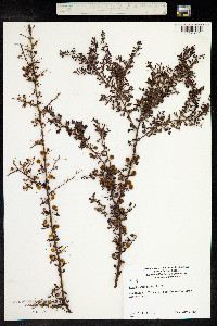 Image of Acacia pulchella