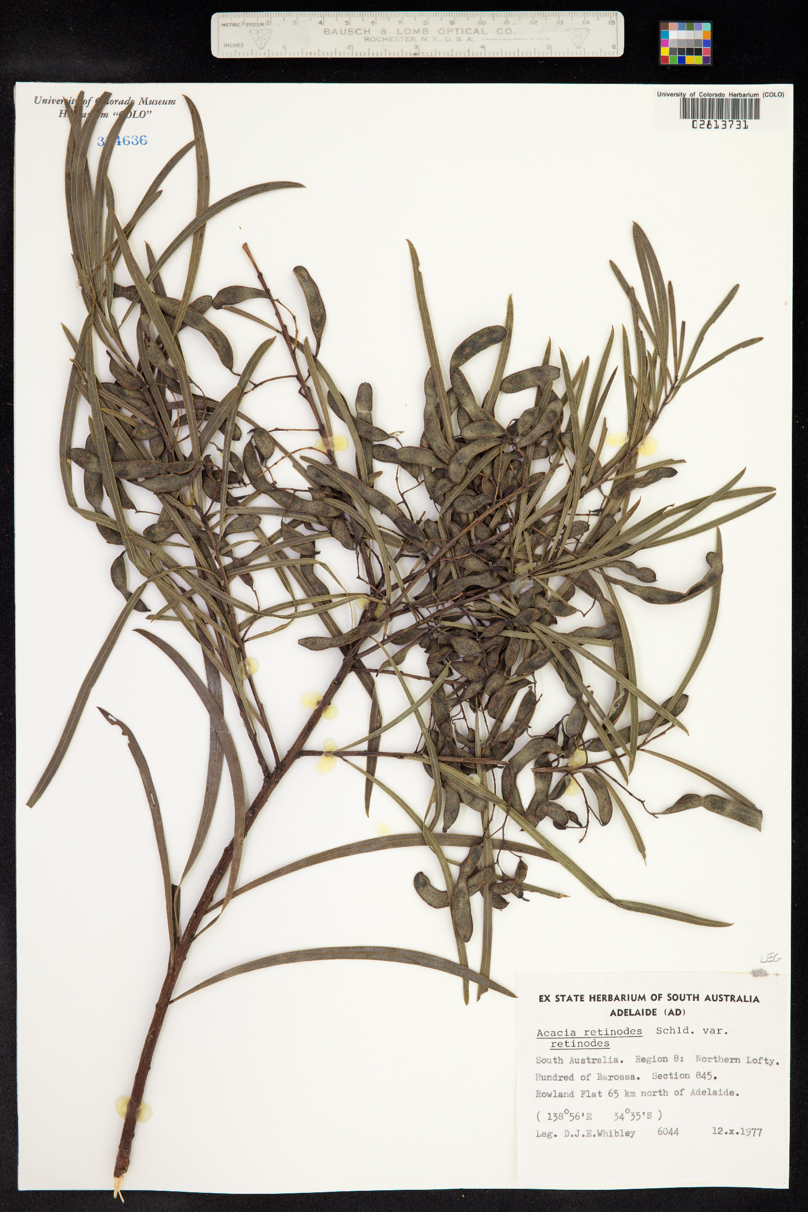 Acacia retinodes image
