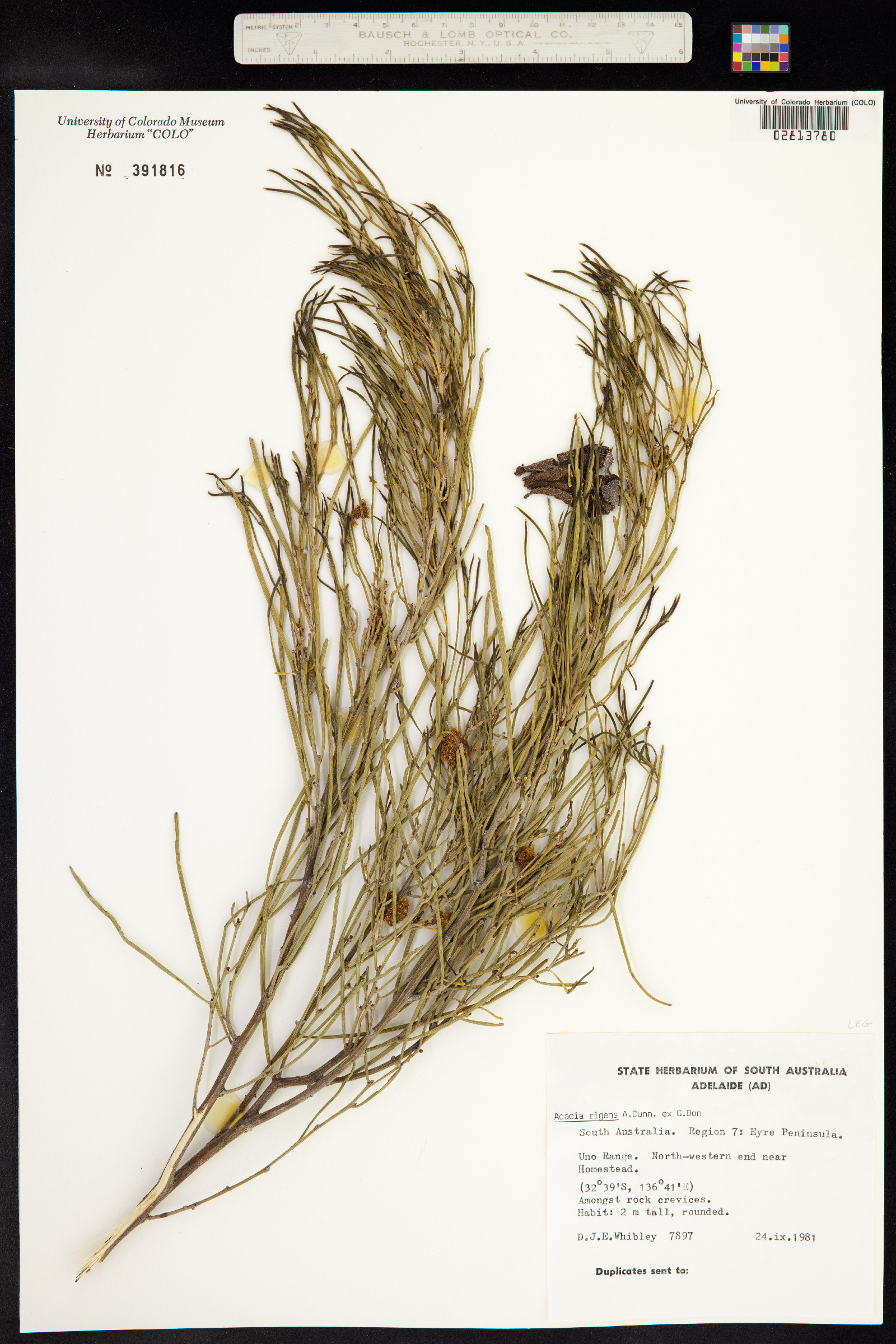 Acacia rigens image