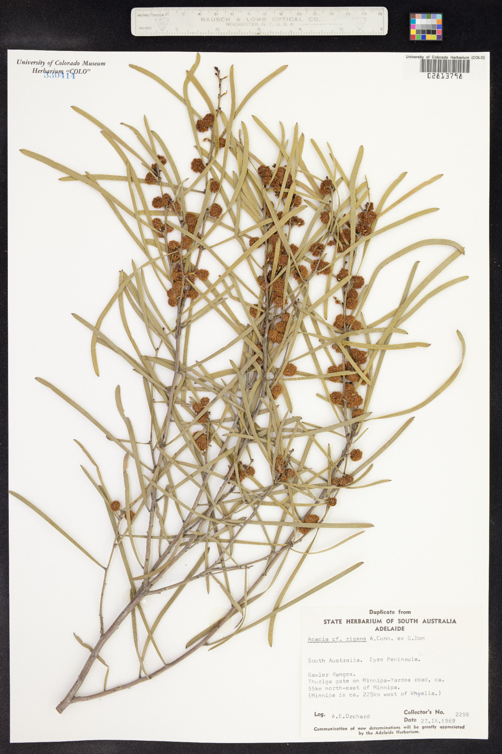 Acacia rigens image