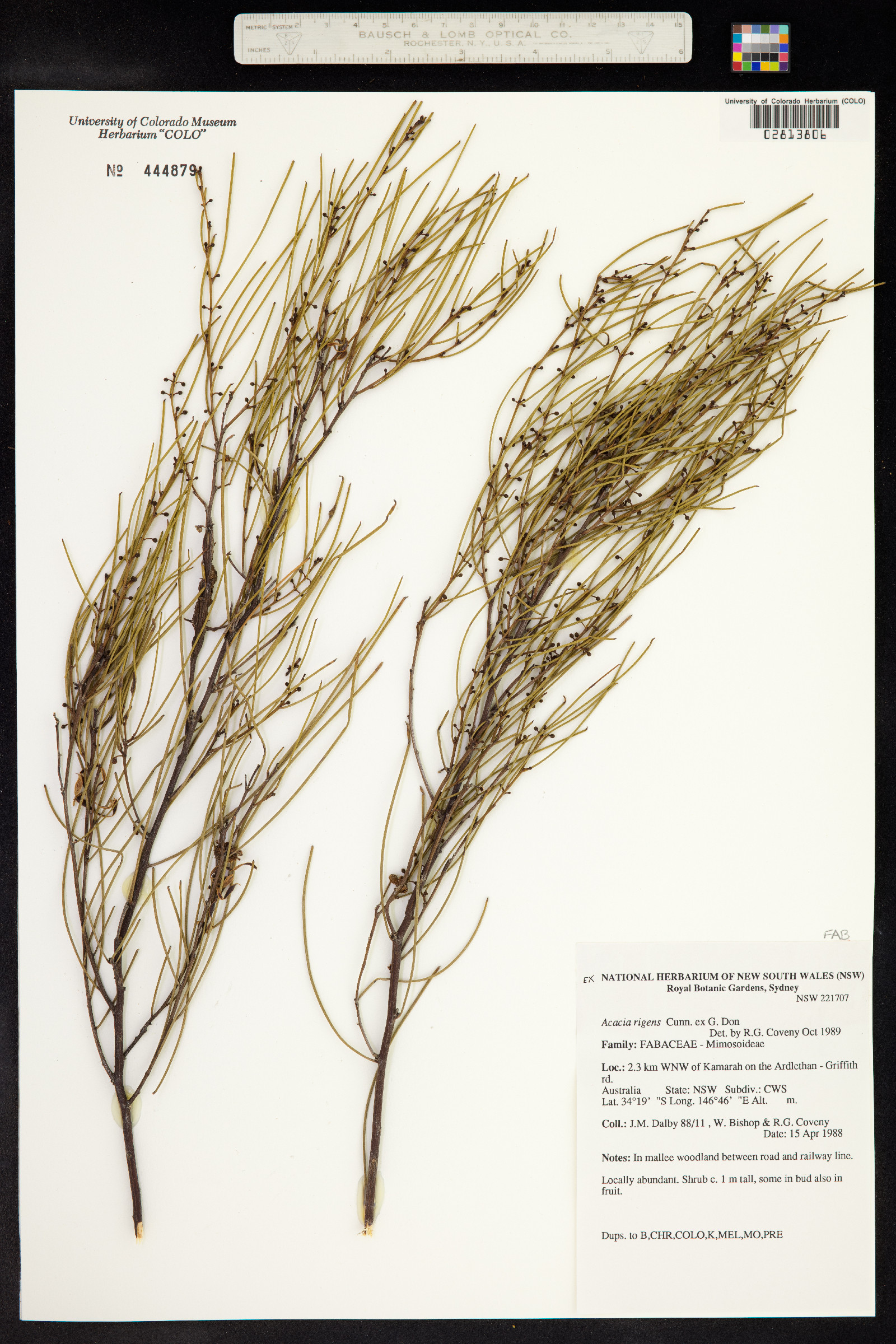 Acacia rigens image