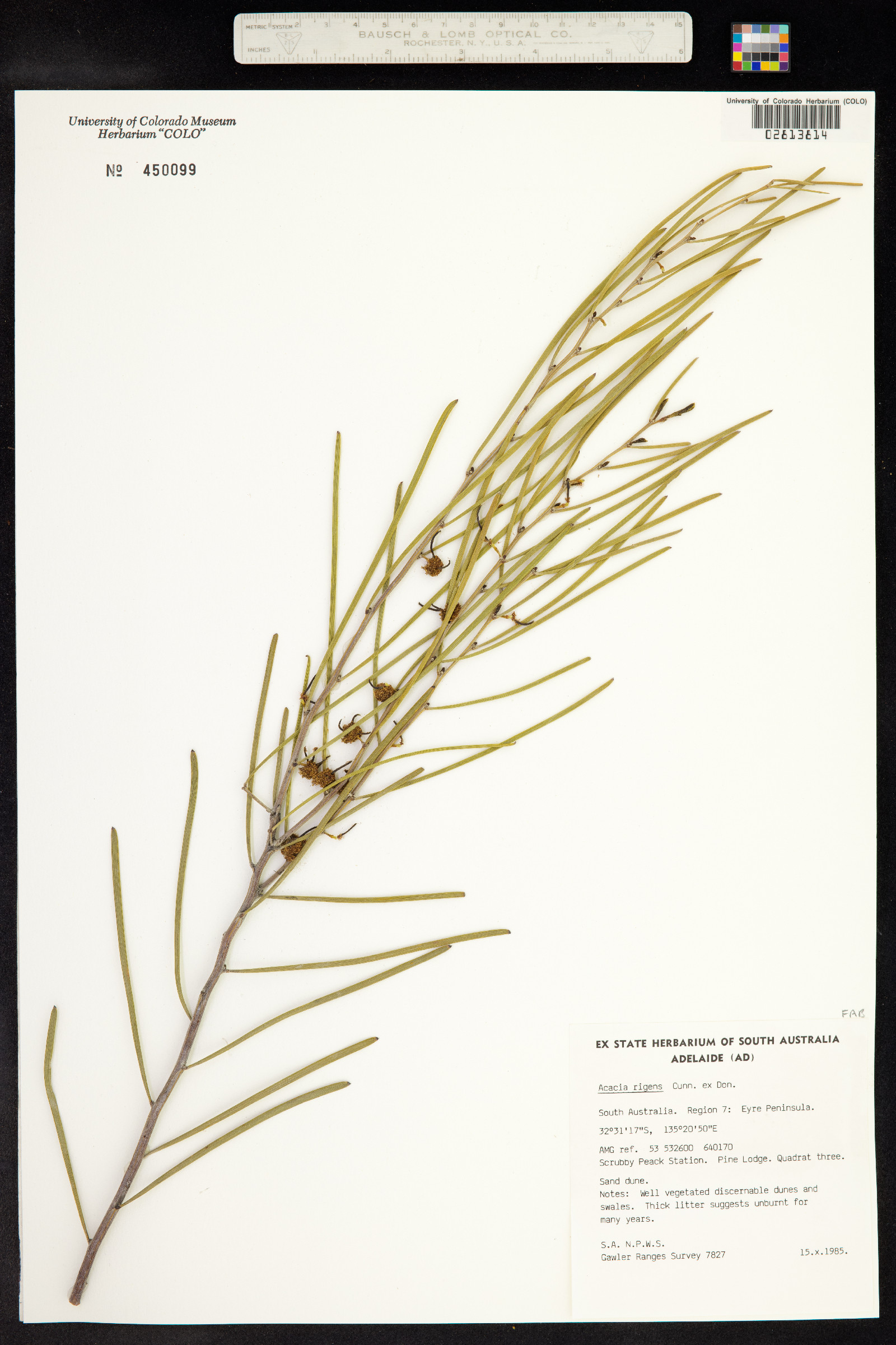 Acacia rigens image