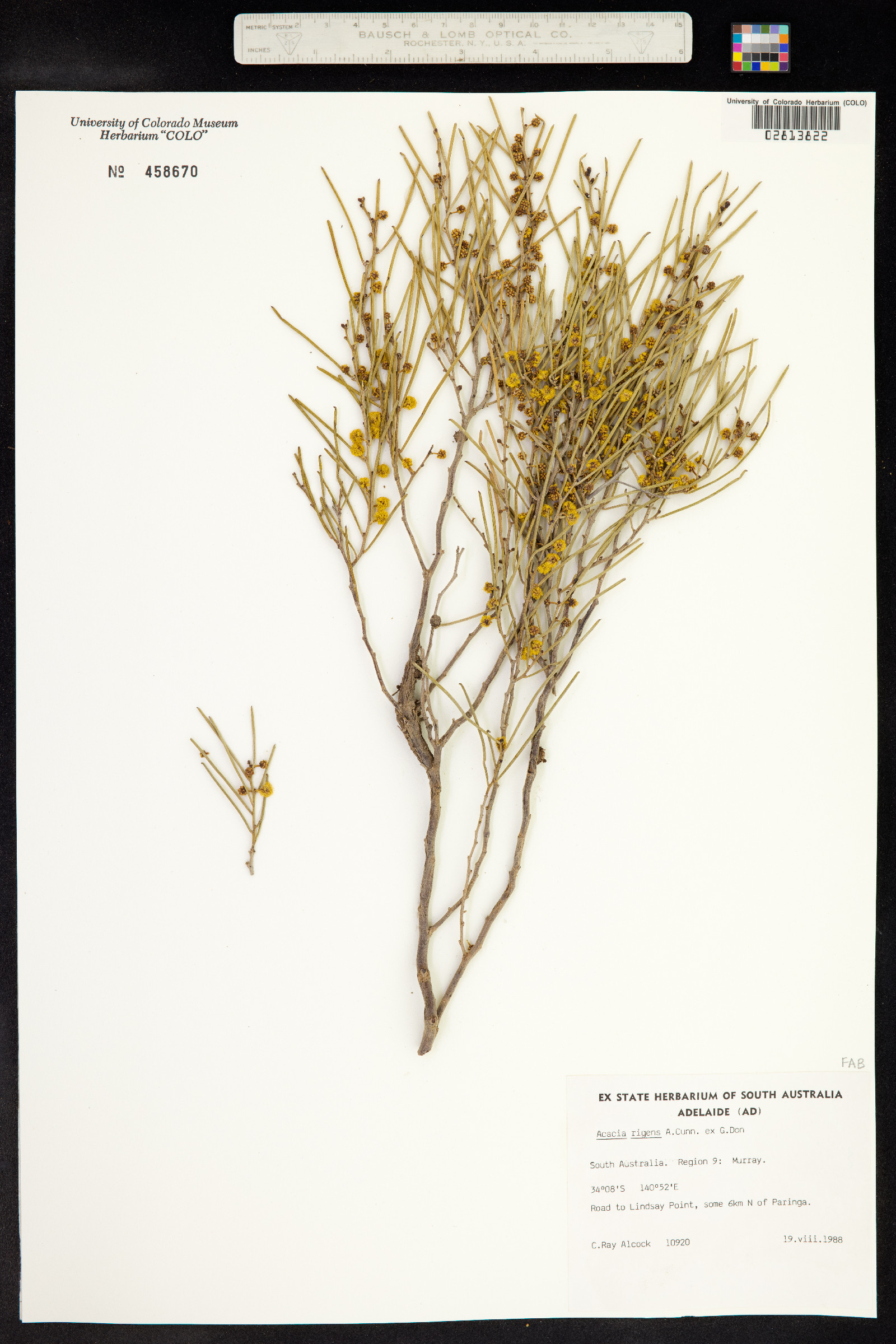 Acacia rigens image