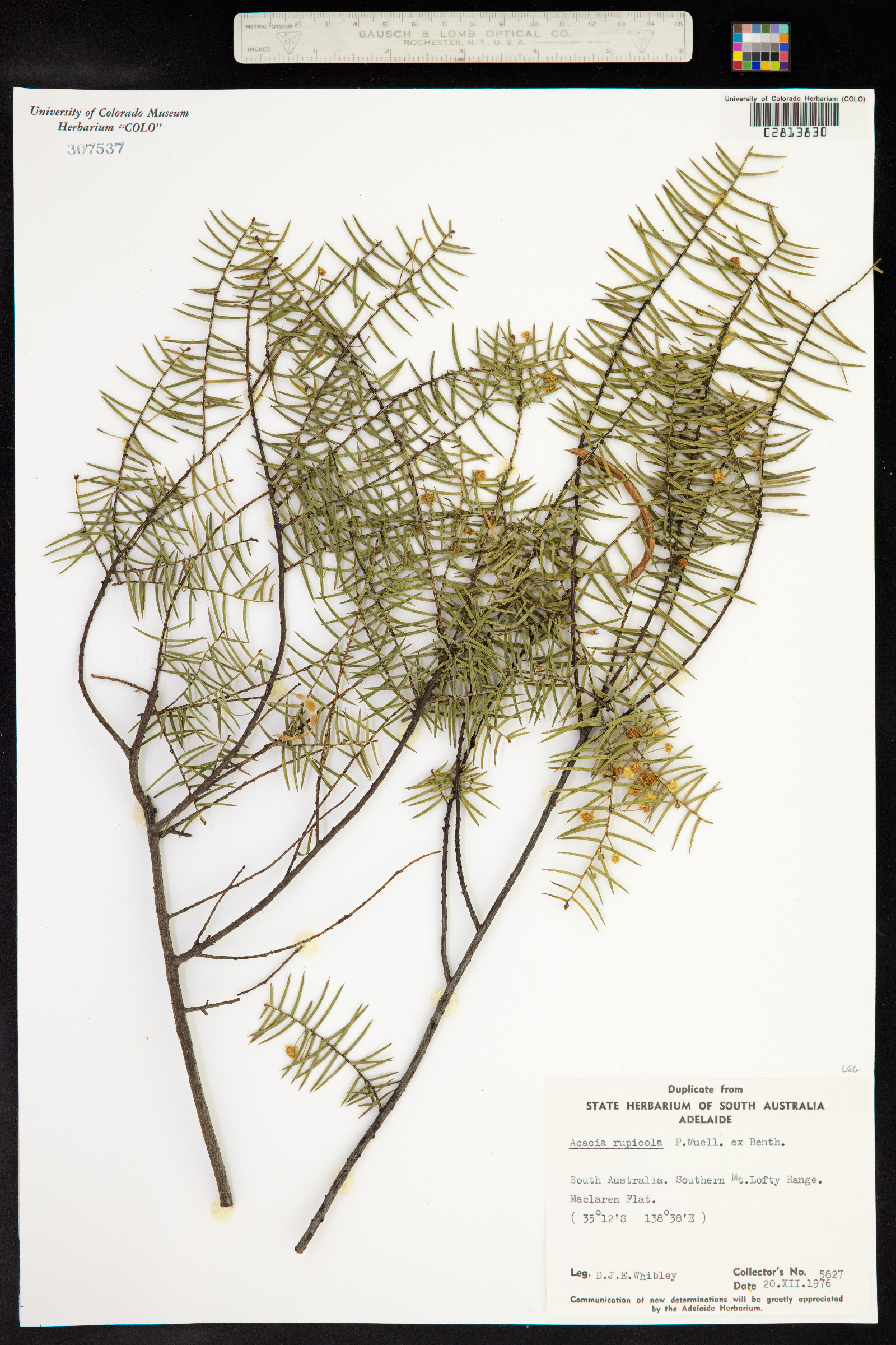 Acacia rupicola image