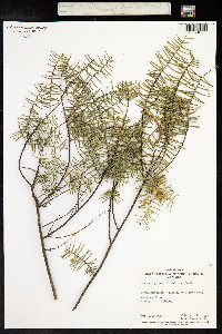 Acacia rupicola image