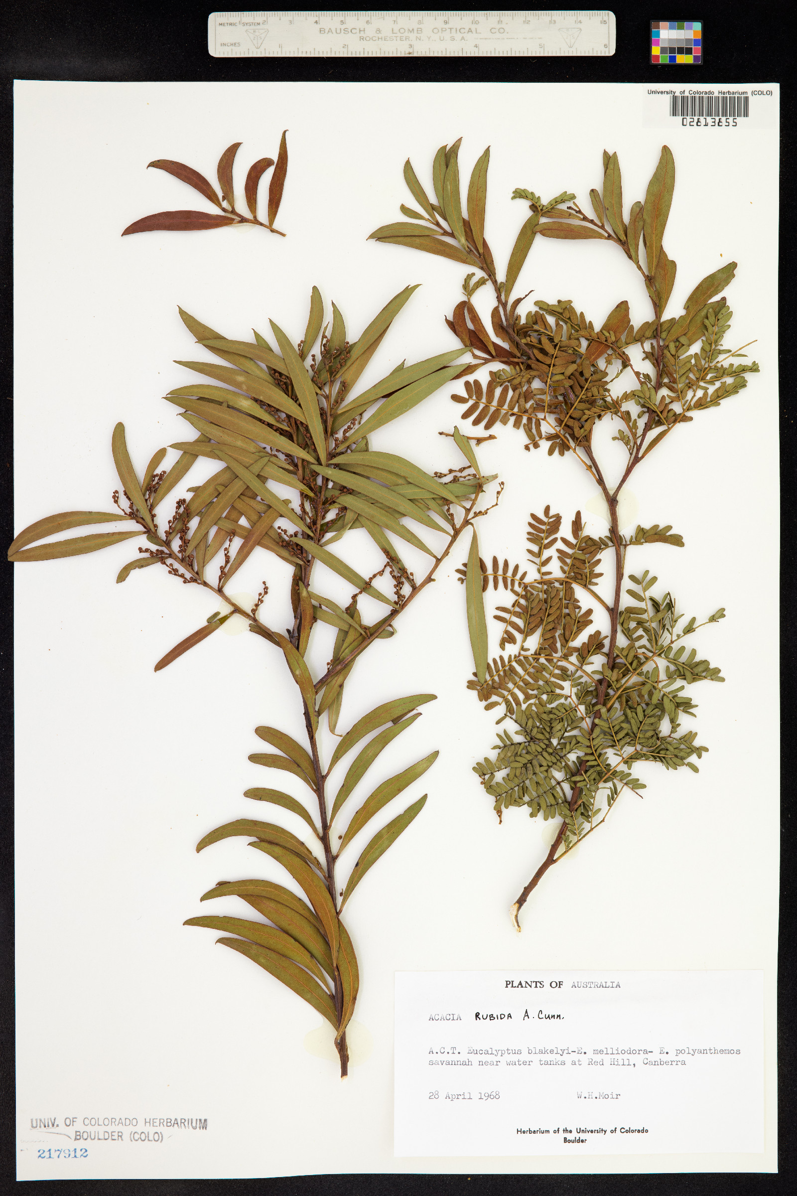 Acacia rubida image