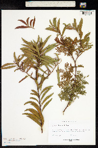 Image of Acacia rubida