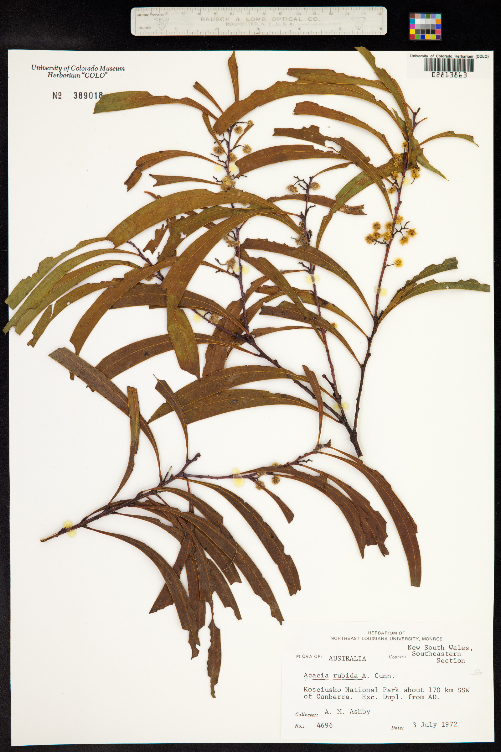 Acacia rubida image