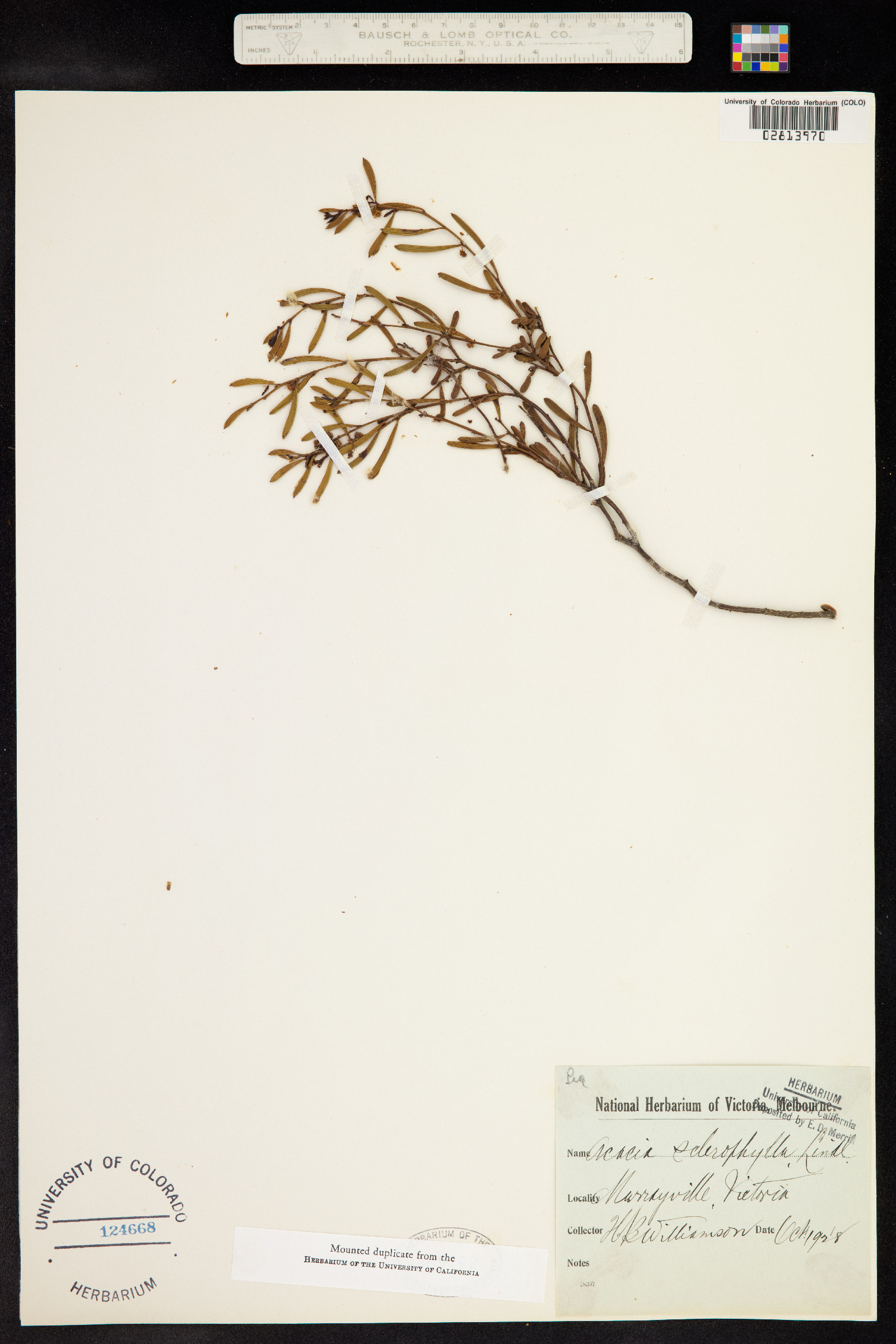 Acacia sclerophylla image