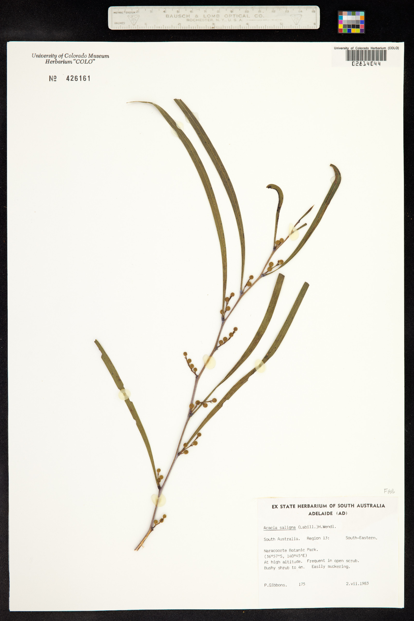 Acacia saligna image