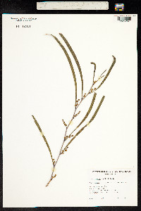 Image of Acacia saligna