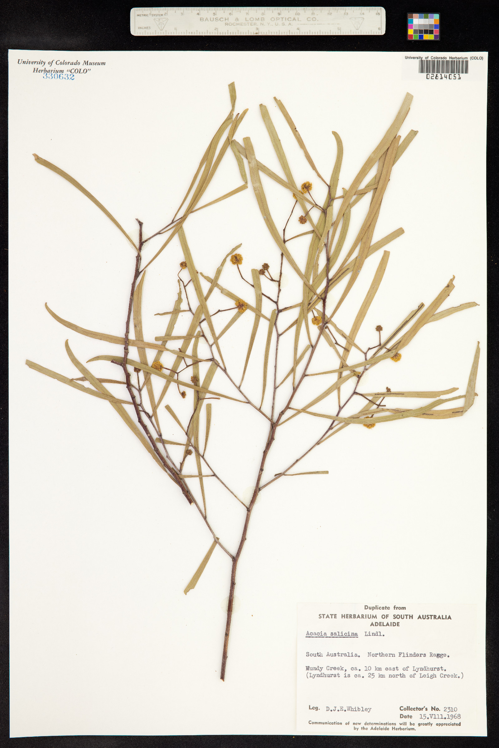 Acacia salicina image