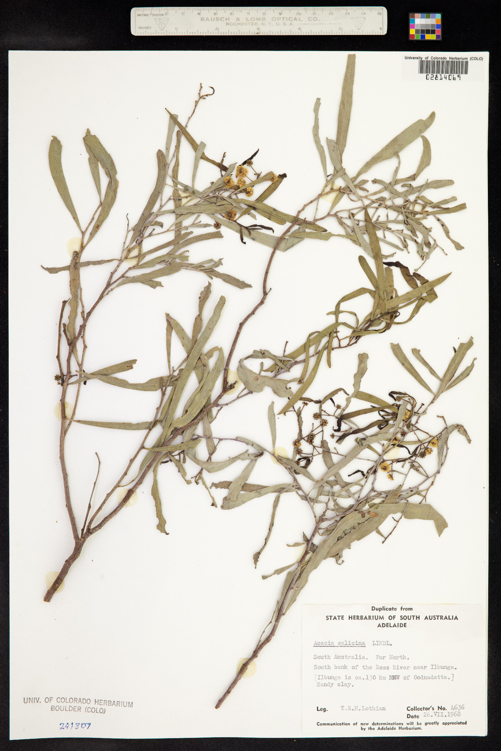 Acacia salicina image