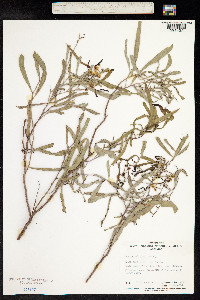 Image of Acacia salicina