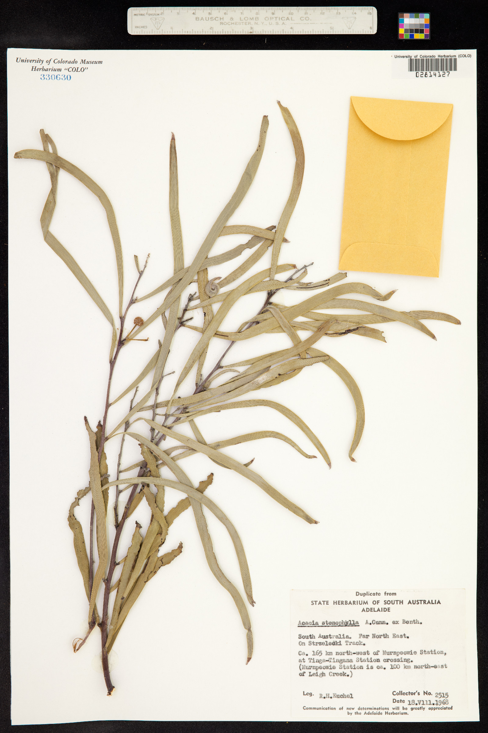 Acacia stenophylla image