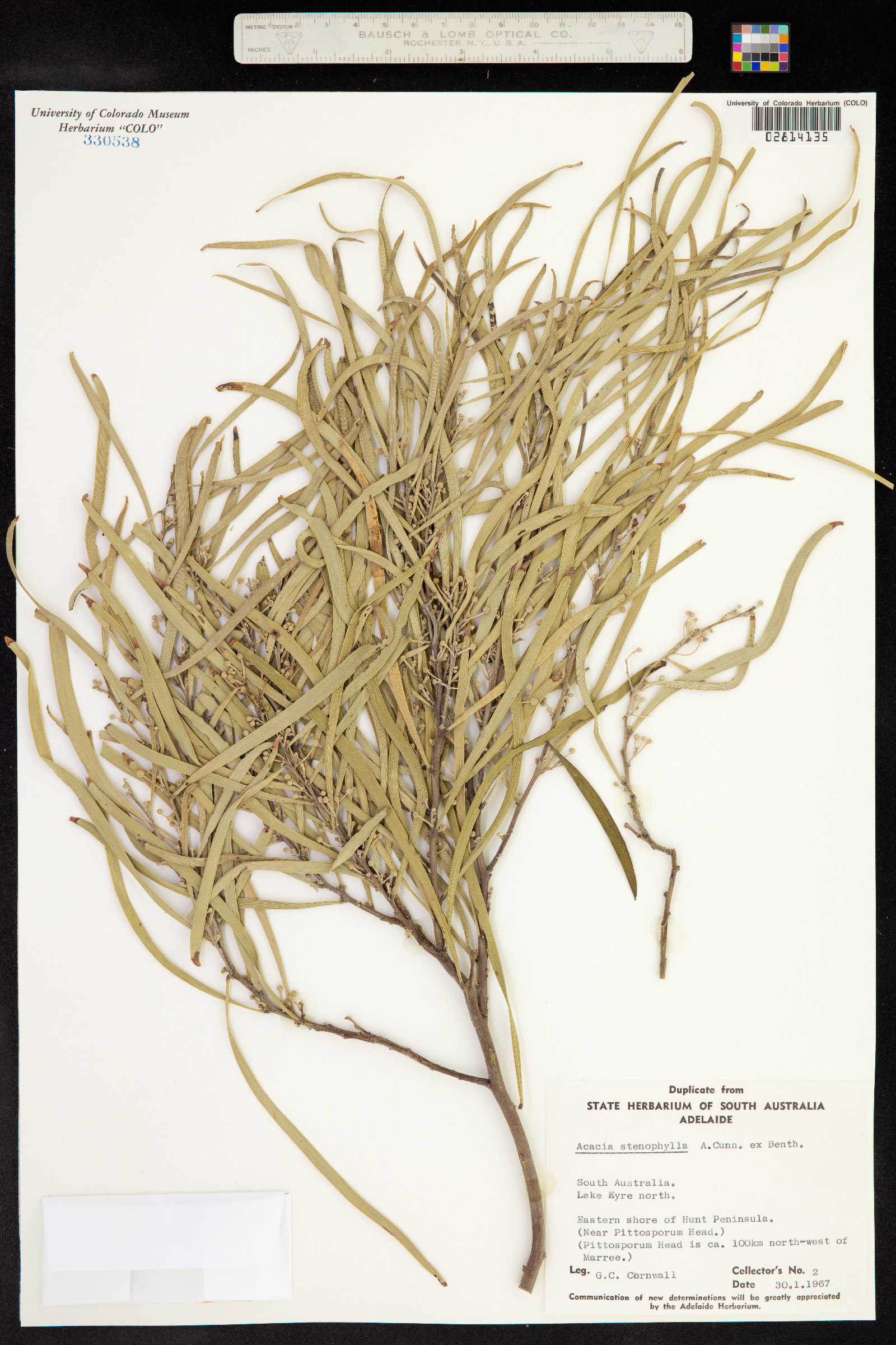 Acacia stenophylla image