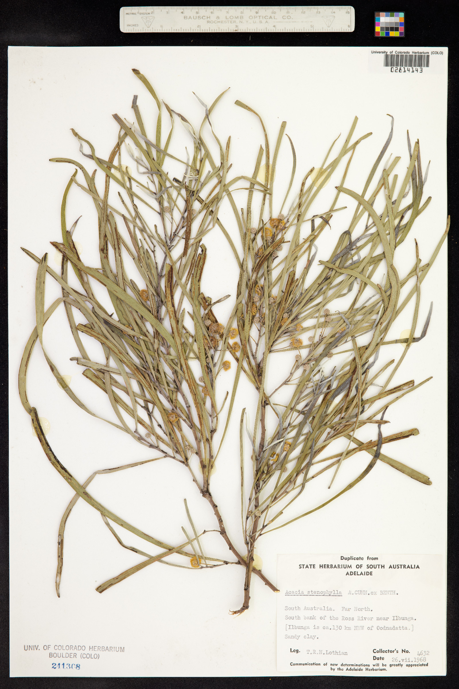Acacia stenophylla image