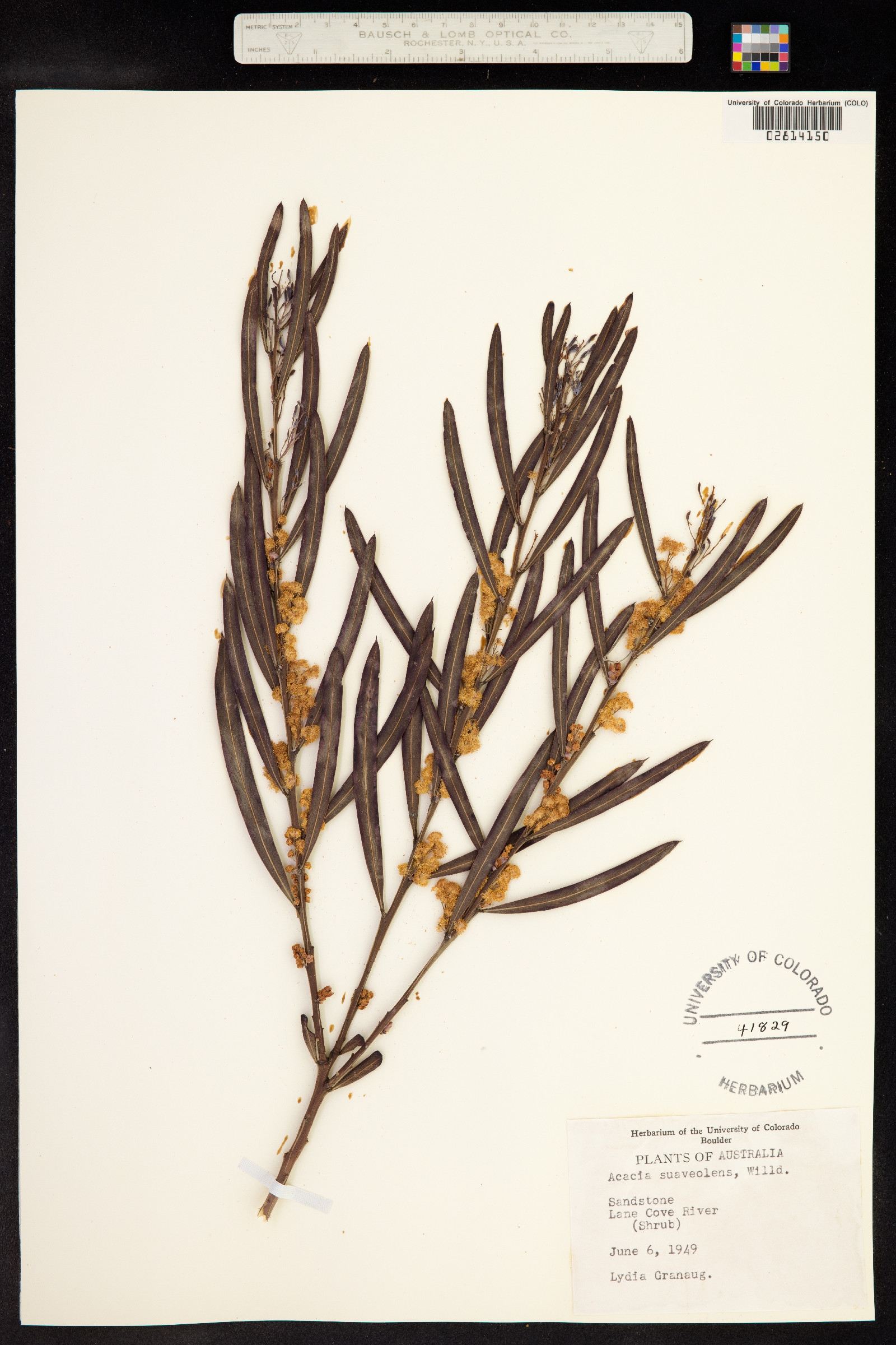 Acacia suaveolens image