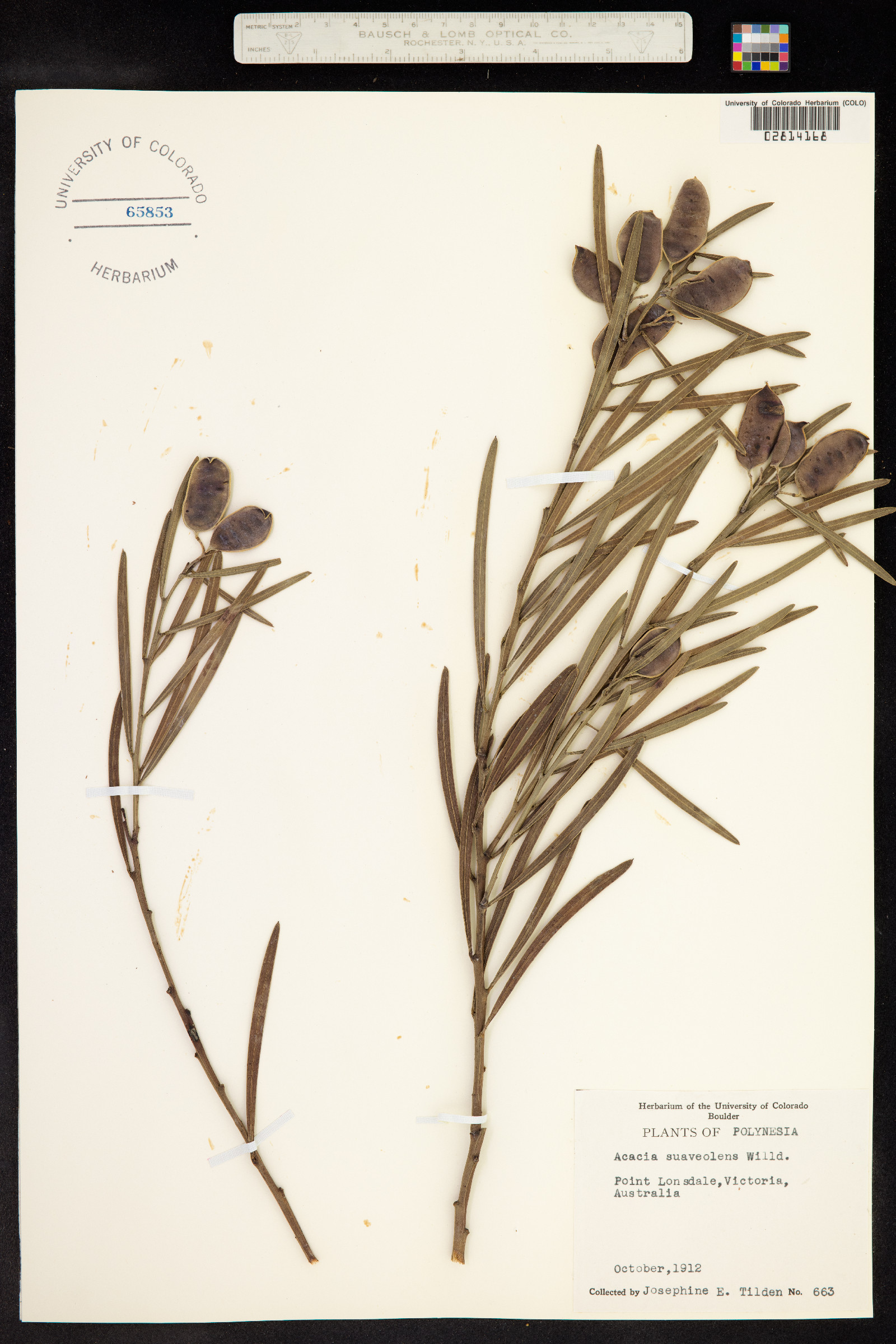 Acacia suaveolens image