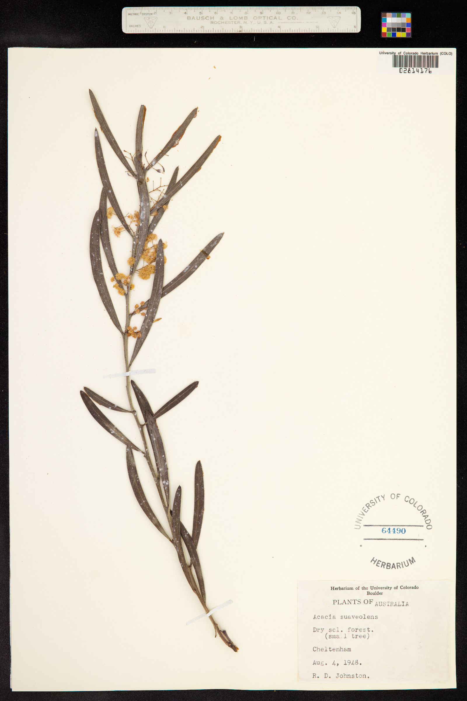 Acacia suaveolens image