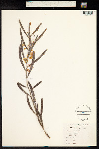 Image of Acacia suaveolens