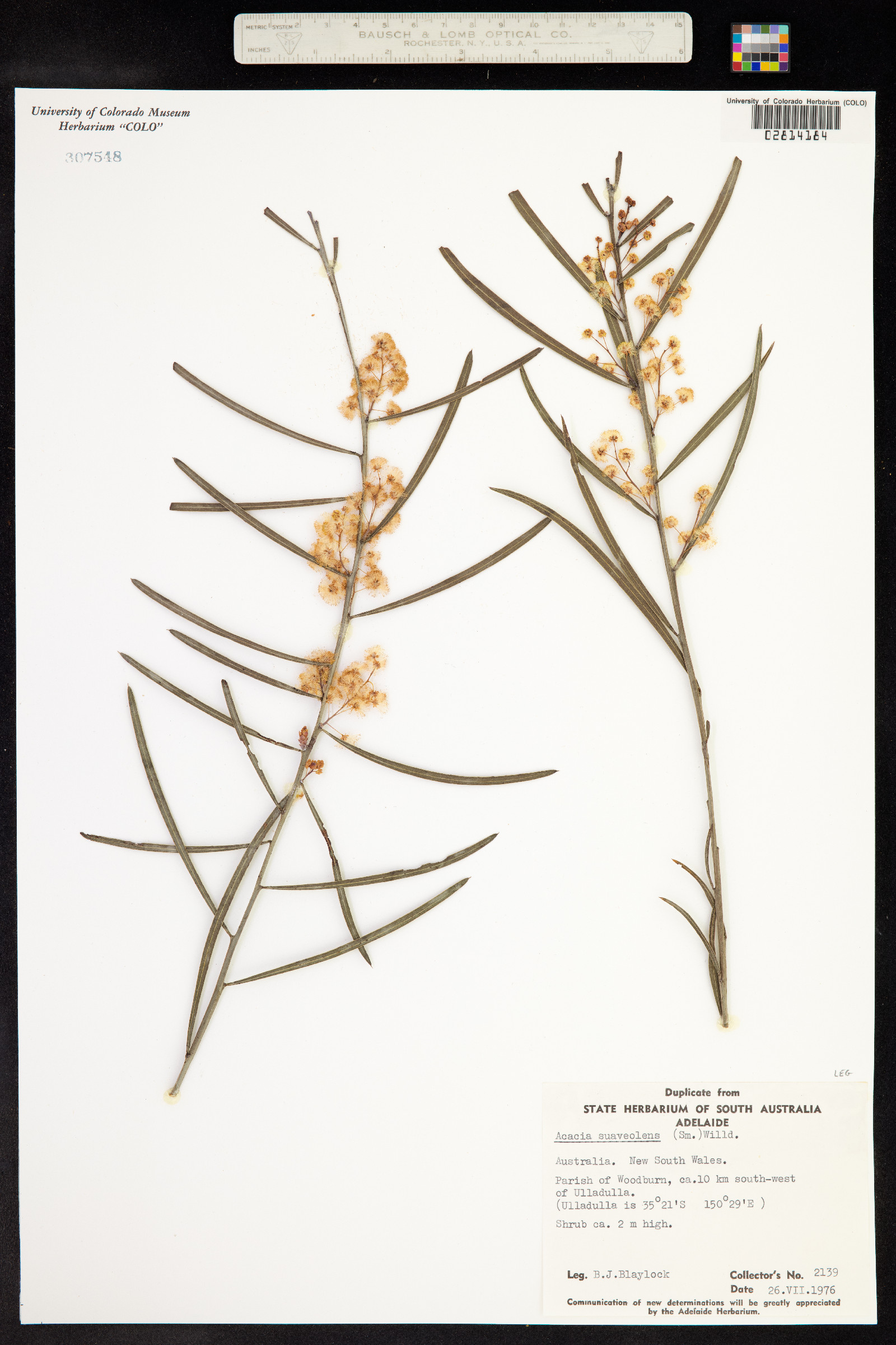 Acacia suaveolens image