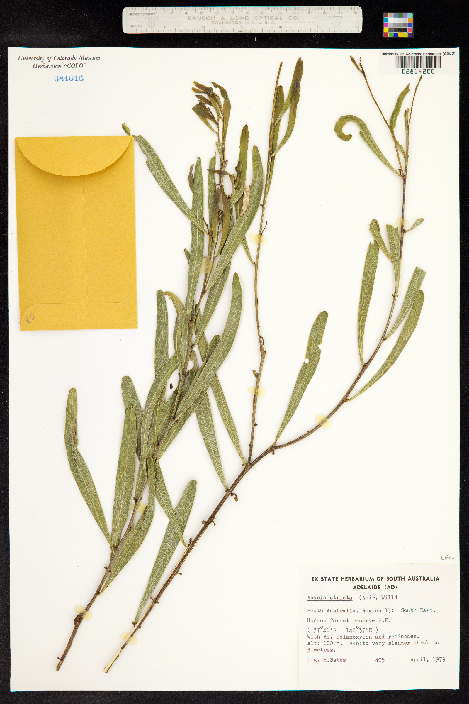 Acacia stricta image