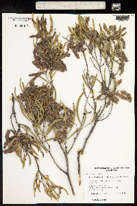 Image of Acacia stowardii