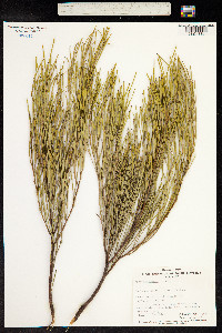 Image of Acacia papyrocarpa
