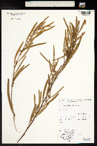 Image of Acacia stricta