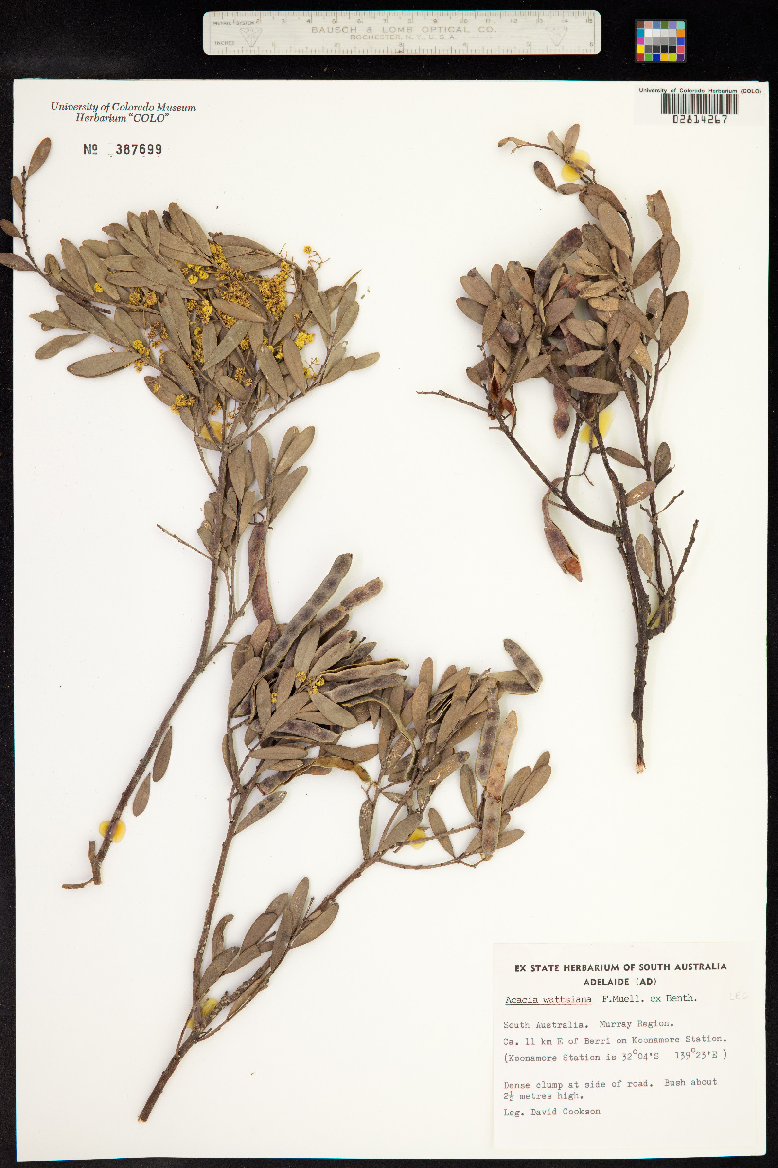 Acacia wattsiana image