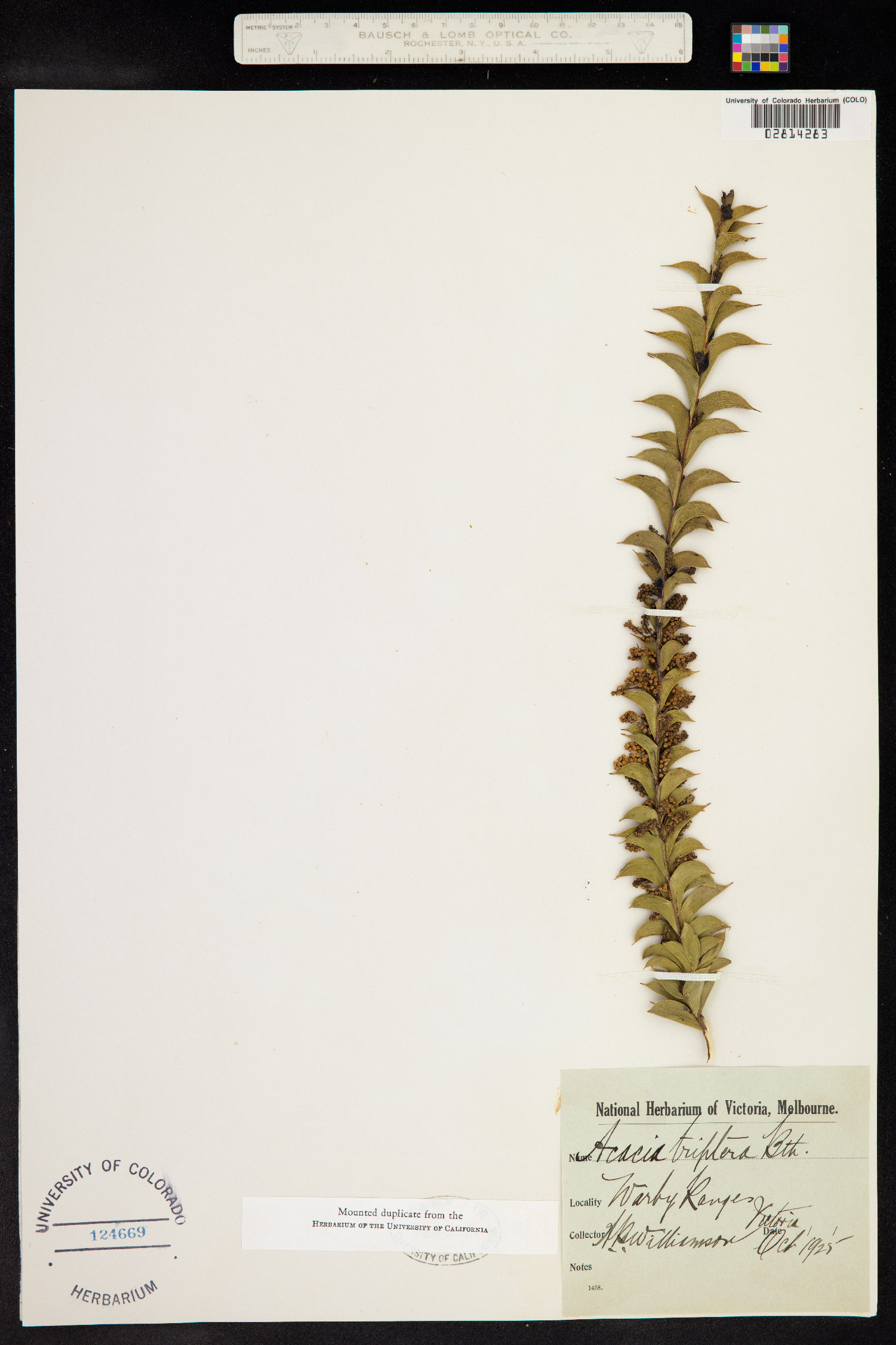 Acacia triptera image