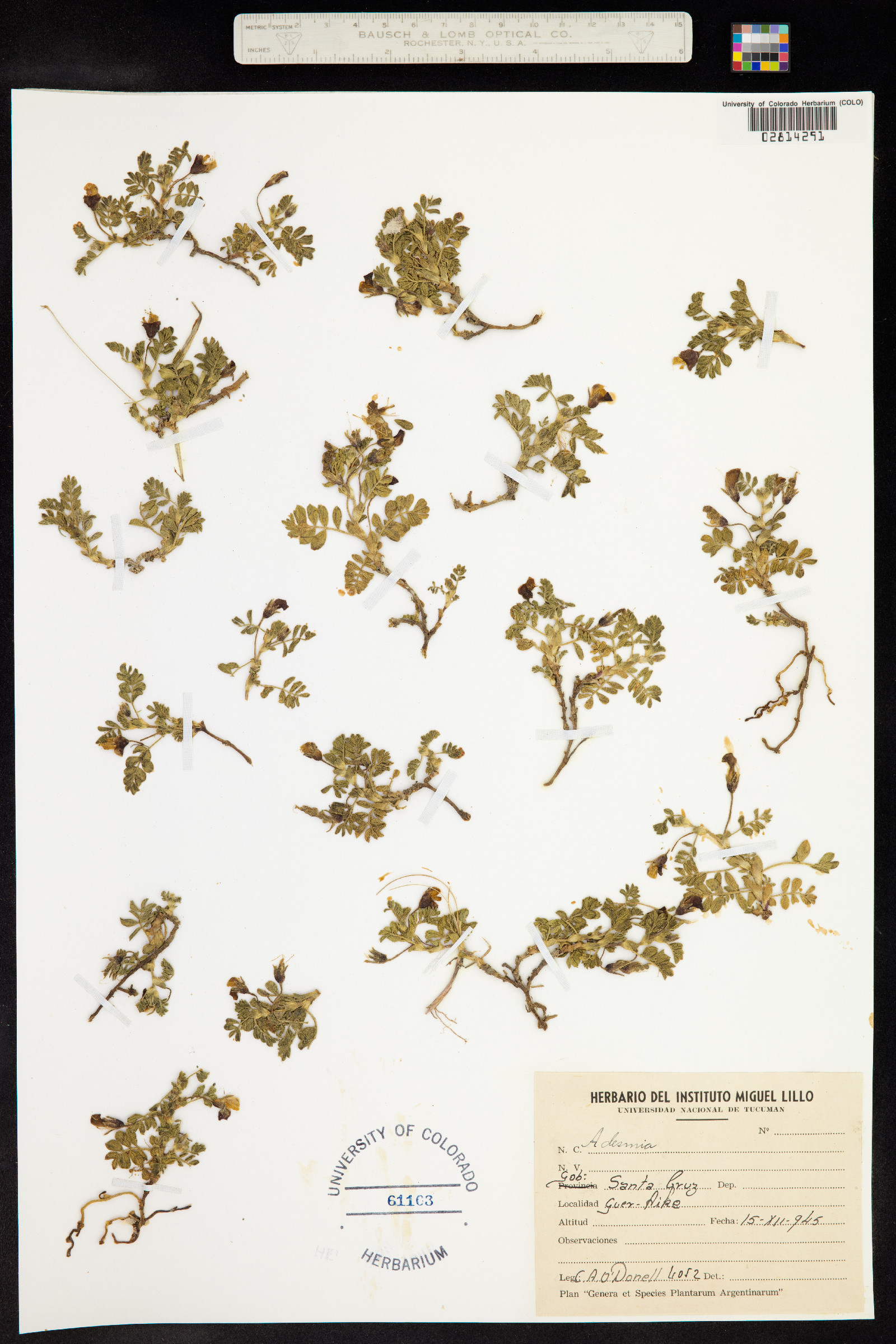 Adesmia image