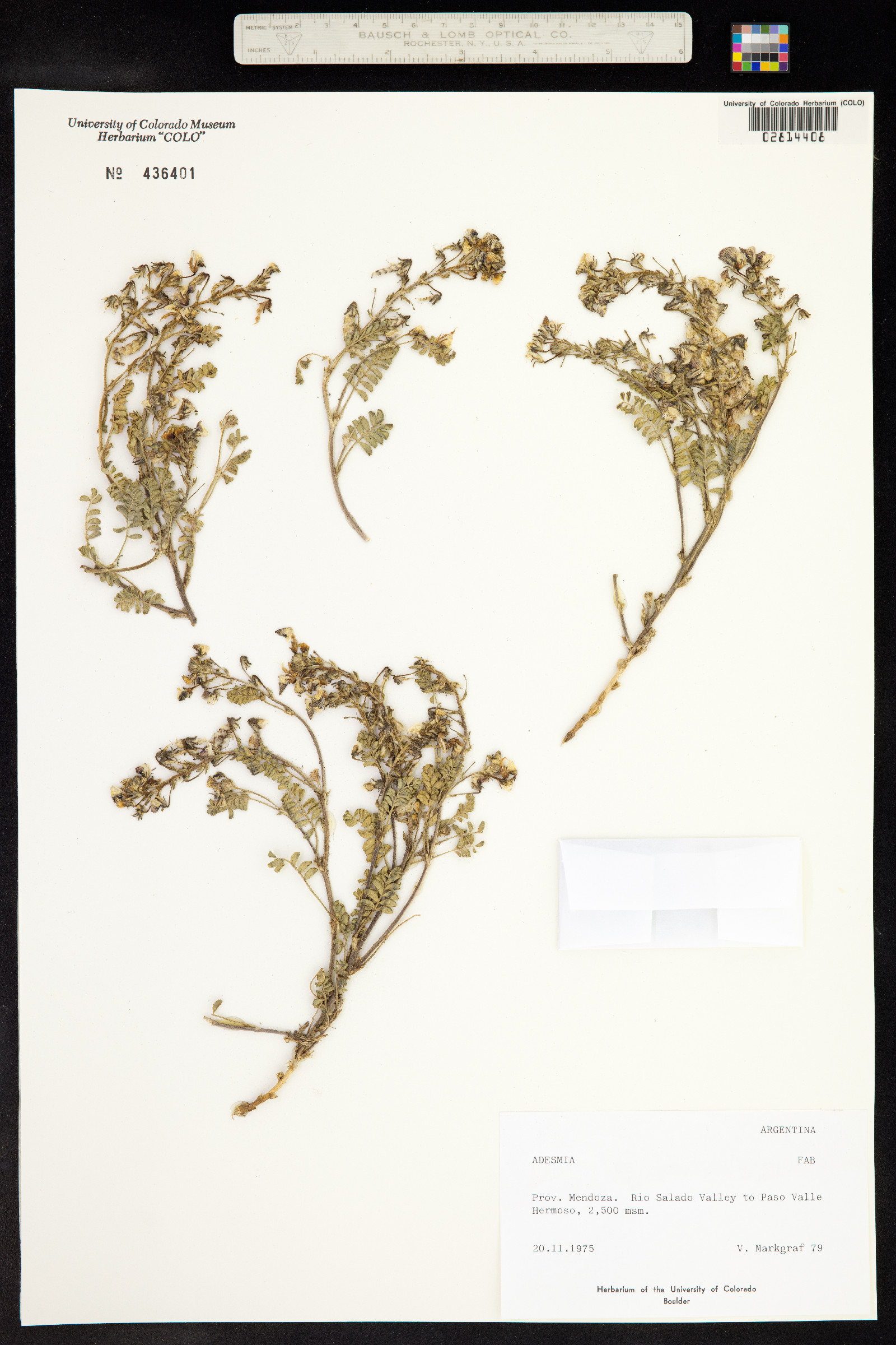 Adesmia image
