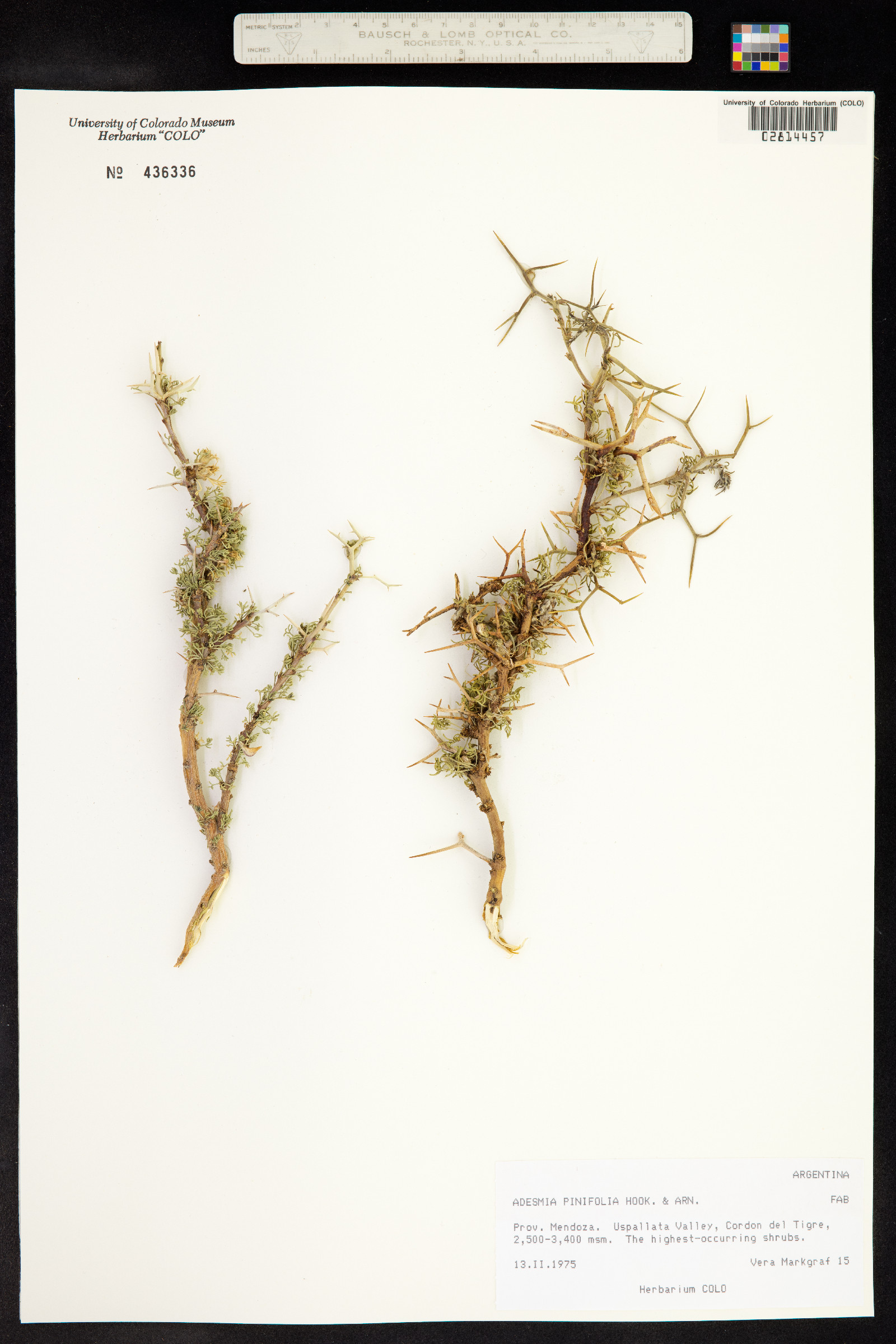 Adesmia pinifolia image