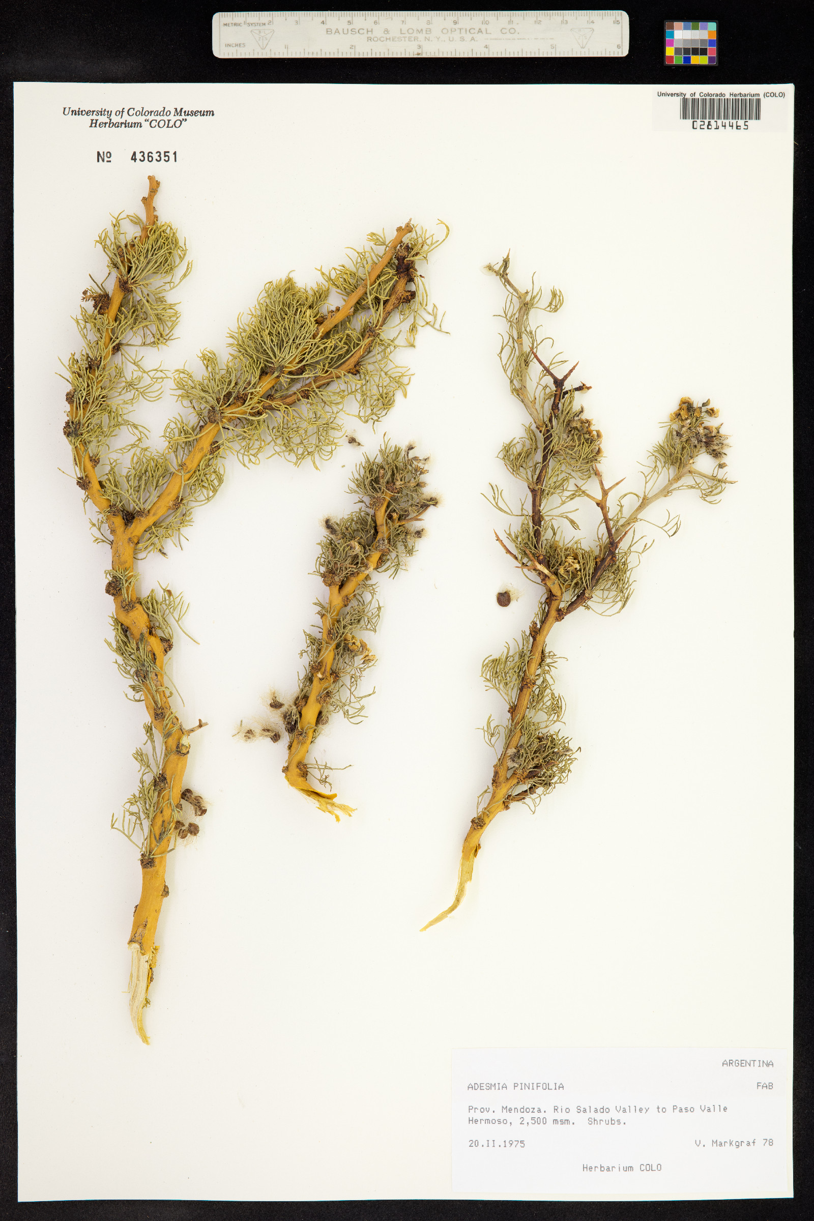 Adesmia pinifolia image