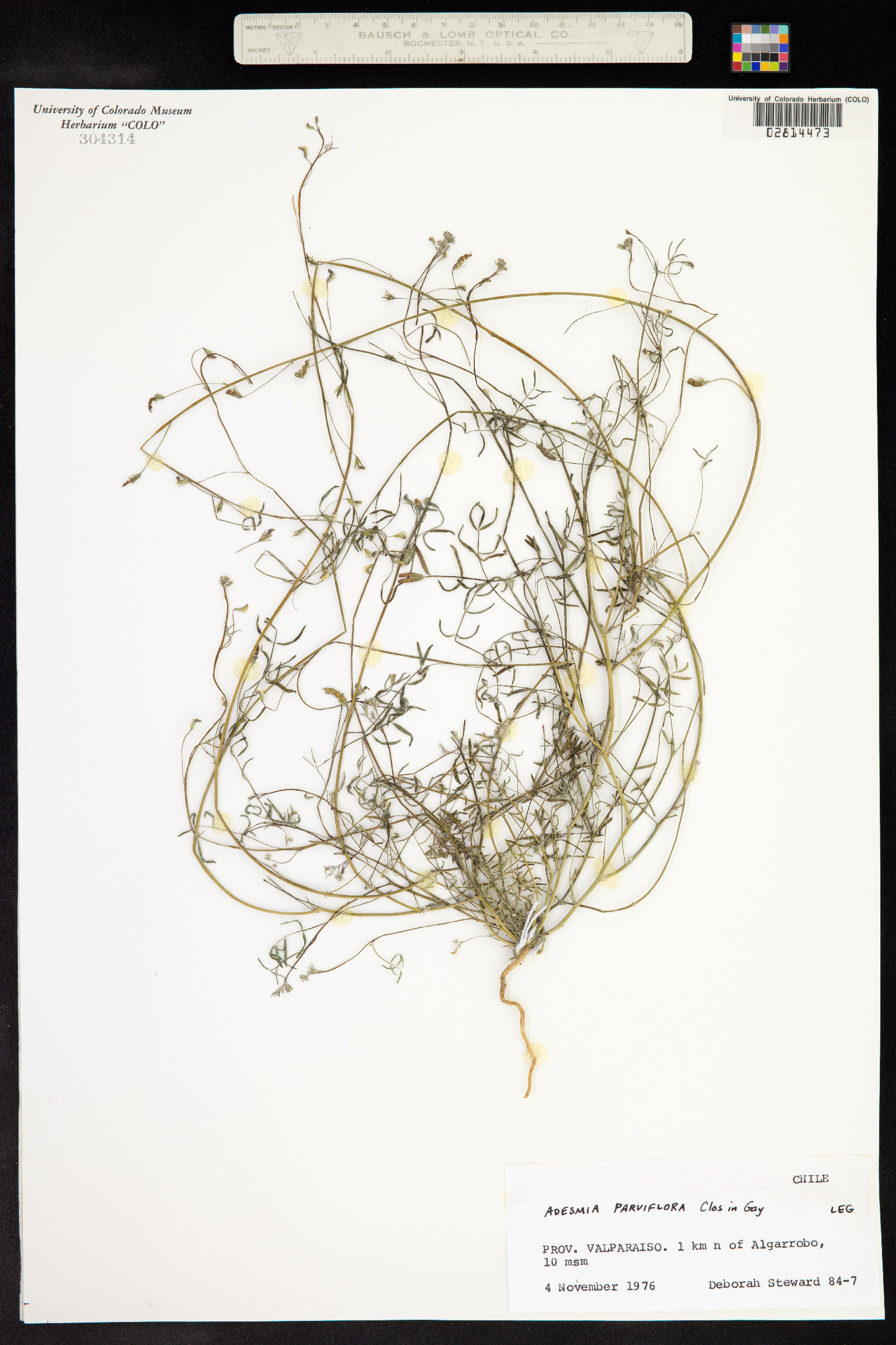 Adesmia parviflora image