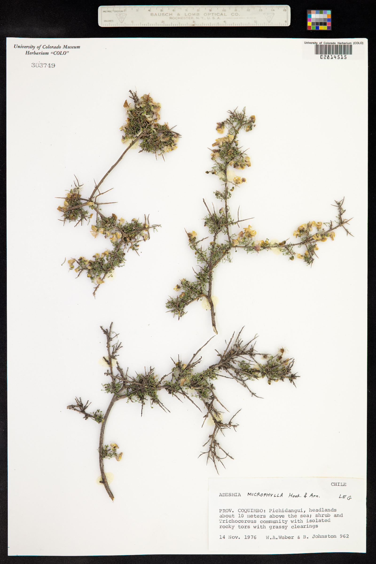 Adesmia microphylla image