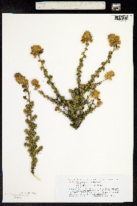 Image of Adenocarpus foliolosus
