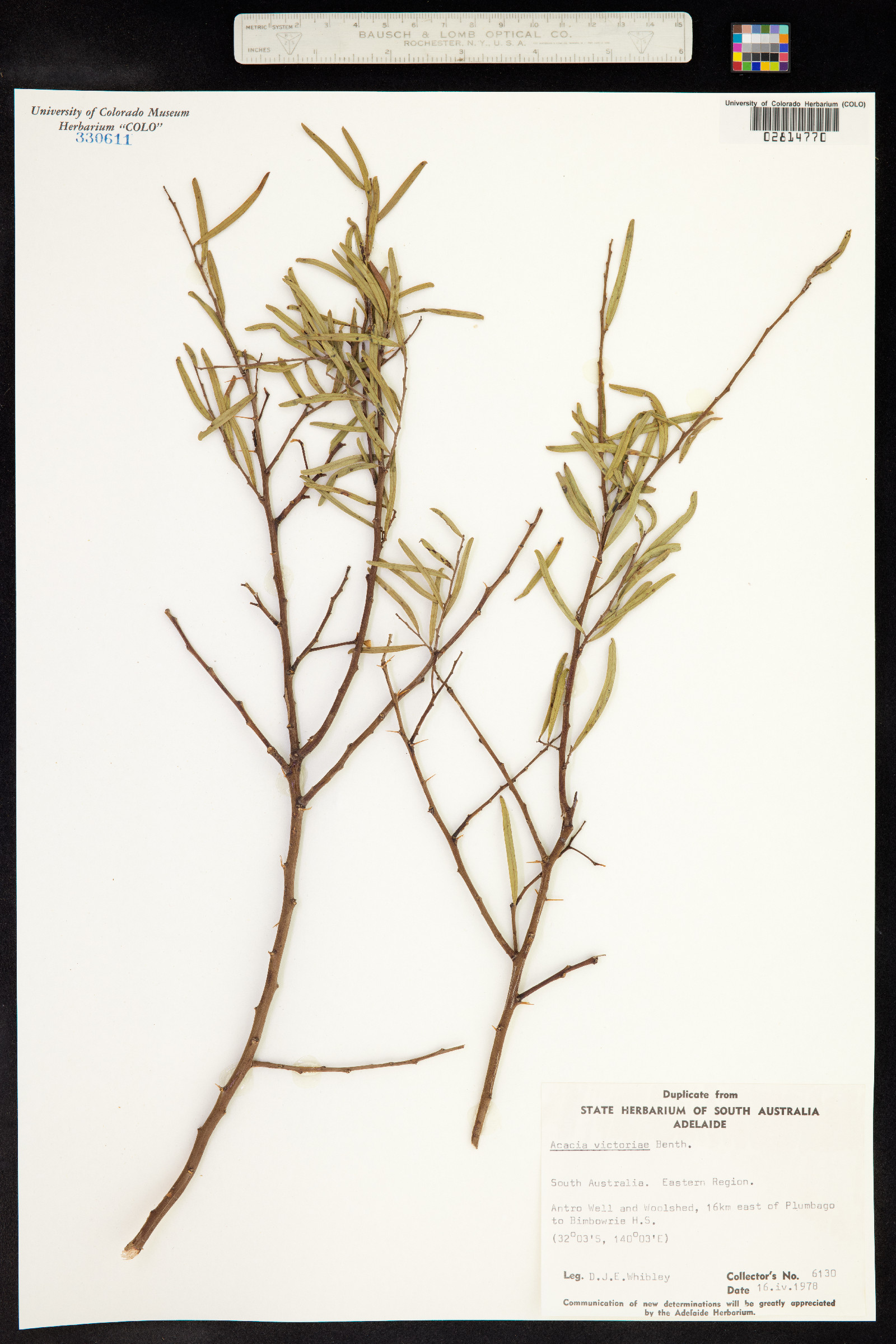 Acacia victoriae image