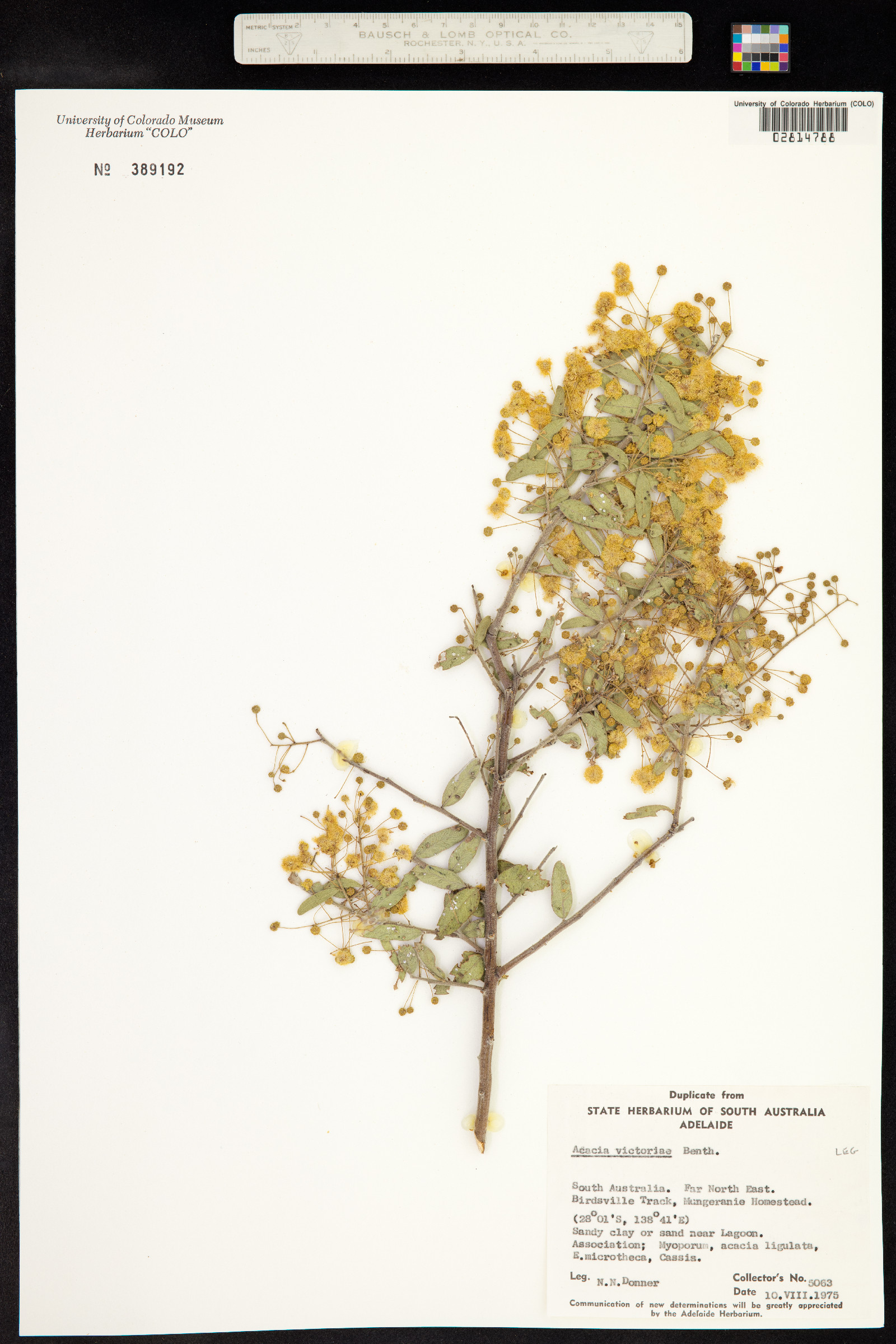 Acacia victoriae image