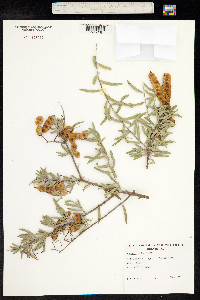 Acacia victoriae image