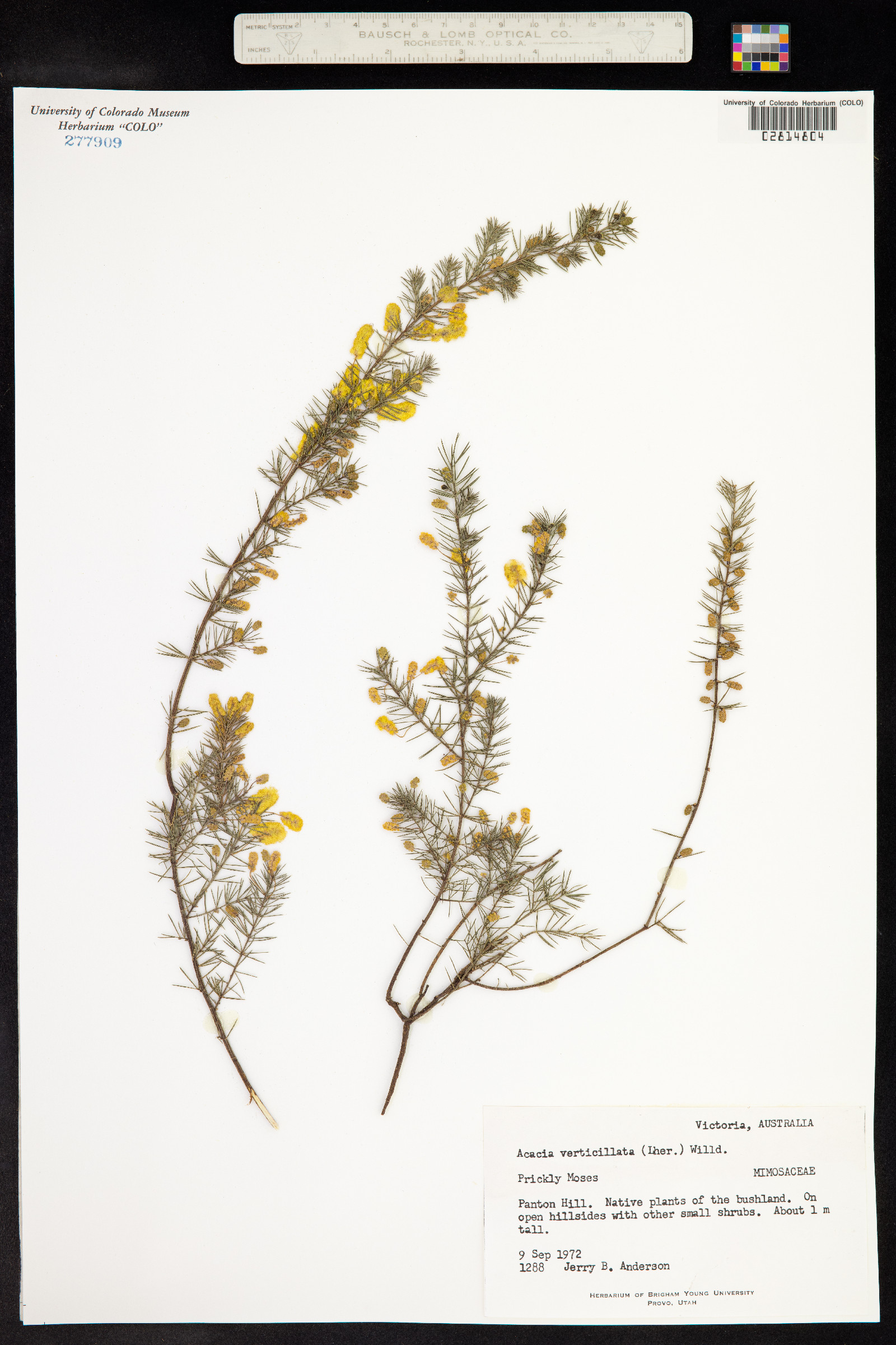 Acacia verniciflua image